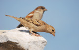 Female Sparrow