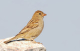 Female Sparrow