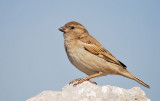 Female Sparrow