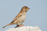 Female Sparrow