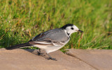 White Wagtail