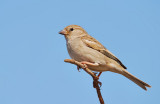 Female Sparrow