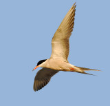 Common Tern