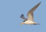 Lesser Crested Tern