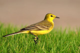 Yellow Wagtail