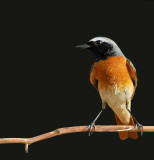  Redstart Male