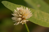 Alligator Weed