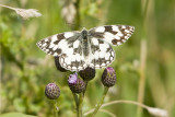 Marbled White