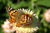 Painted Lady