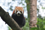 A Red Panda can see you