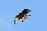 Red kite