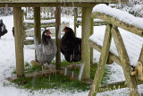 5th January 2010 - extraordinary creatures