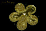 26th January 2010 - liquid gold