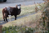 5th March 2010 - are ewe lonesome tonight?