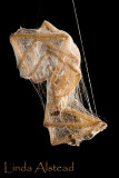 12th November 2007 - caught in a web of lies