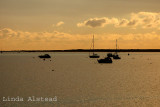 14th November 2007 - golden