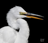 great egret portrait.jpg