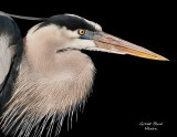 heron portrait.jpg