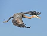 fllying heron.jpg