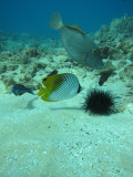 butterfly fish and triggerfish with a sea urchin