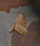 Common Pinkband Moth (9720)