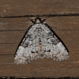 The Laugher Moth (9189)