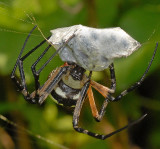 Adult wrapping prey with silk