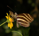 Zebra Heliconian