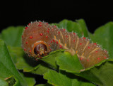 Luna Moth Caterpillar (5th and Final Instar)