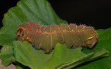 Luna Moth Caterpillar (5th and Final Instar)