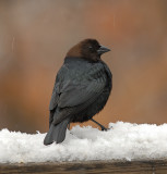 Brown-headed Cowbird (Male)