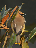 Cedar Waxwing