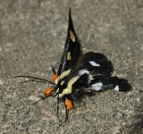 Eight-spotted Forester Moth (9134)