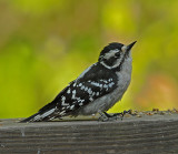 Downy Woodpecker