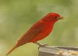 Summer Tanager