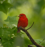 Summer Tanager