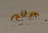 Ghost Crab