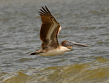 Atlantic Brown Pelican