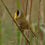 Common Yellowthroat