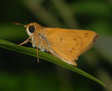 Female