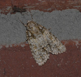 Hesitant Dagger Moth (9245)