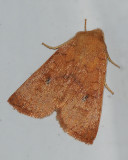 Bicolored Sallow Moth (9957)