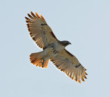 Red-tailed Hawk