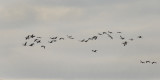 Greater Sandhill Cranes