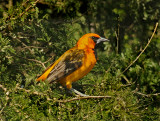 Altamira Oriole