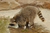 Raccoon