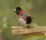 Crimson-collared Grosbeak