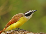 Great Kiskadee