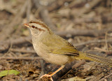 Olive Sparrow