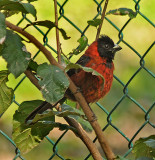 Crimson-collared Grosbeak